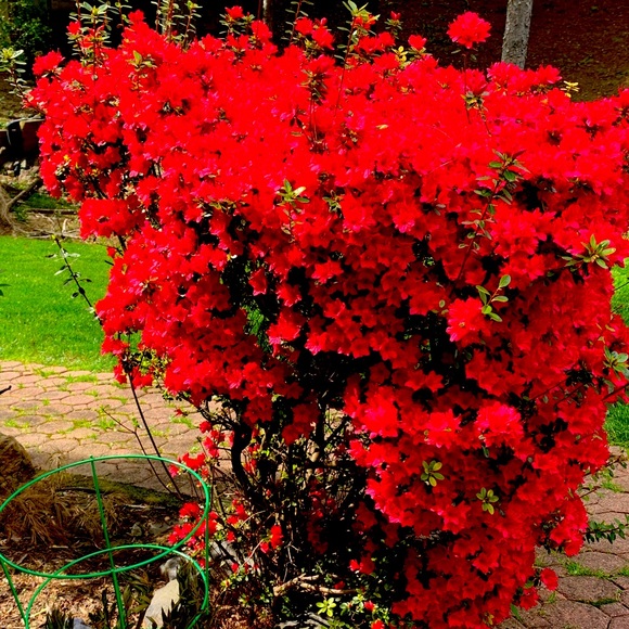 Make Me A Reasonable Offer—Buy with confidence. - Picture 9 of 9